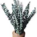 Eucalyptus for Shower 10 Pcs Hanging Dried Eucalyptu Stems 17" Real Eucalyptus Bundle 100% Made from Fresh Eucalyptu Wedding Decor Home Decor Farmhouse Room Decor DIY Artificial Plants Flowers