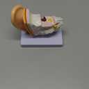 Helivivfy 1.5X Human Ear Anatomy Model, Anatomical 3D ear model with magnified display of outer, middle and inner ear models with base for medical demonstration