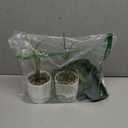 Der Rose 2 Pack 16 Fake Plants Artificial Tropical Plants Indoor in White Pot for Home Office Desk Accessories Bathroom Sage Green Decor White