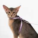 Cat Harness Escape-Proof Anti-Choking Adjustable Nylon Harness Lightweight with Anodized Aluminum Buckle, Ideal for Cats Outdoor Walking and Training, IDA Award (Vivid Red, S (13.8"))