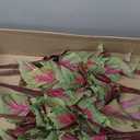 Nearly Natural 23 Coleus Bush Artificial (Set of 6) Silk Plants, Pink