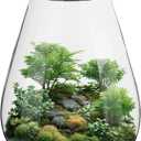 Mini Desktop Glass Plant Terrarium with Grow Light - Planter for Succulent Moss Miniature Gardening Landscape, Small Fish Tank, Indoor Plant Growth, Office Home Decoration, Plant Lovers Gifts
