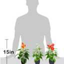 Beebel Artificial Flower Plants Calla Lily Faux Small Potted Plant with Black Pot Fake Bonsai Flower for Home, Office, Indoor and Outdoor Occasions Decor (Orange Fake Flower)
