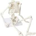 Anatomy Model Mini Human Skeleton Model Human Anatomical Anatomy Skeleton Medical Teaching