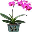 W&W Orchid Pot with Holes and Saucer for Repotting, 5 Inches, Green