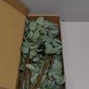 BLISOUL 24Pcs Faux Eucalyptus Stems, 15" Artificial Eucalyptus Plants with White Frosted Coating, Fake Eucalyptus Decor Plastic Greenery Leaves for Wedding Bouquets Home Decor DIY Floral Arrangements