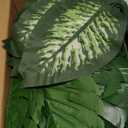 80 Pieces 4 Kinds Artificial Palm Leaves with Stems Faux Monstera Leaves Tropical Plant Simulation Safari Leaves for Tropical Leaves Decorations Beach Birthday Jungle Hawaiian Luau Party