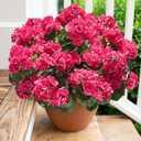 Artificial Geranium Fake Flowers for Outdoors Decoration, 6 Bundles Silk Geraniums Flower UV Resistant Look Real Faux Plants for Outside Planter Front Door Garden Patio Balcony Yard Home, Hot Pink