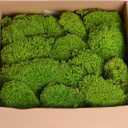 Preserved Moss Pole Decorative Moss for Crafts, Art, Wall Decor,Yellow Green Moss