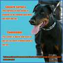 No Pull Collar, Adjustable Dog Collar Small Medium Large Dogs (S (Neck: 13"-17''))