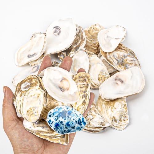 QICQDRAM 20PCS Flat Oyster Shells 2-3" Small Natural White Shells for Crafts, Home Vase Filler, Xmas Ornaments, DIY Arts and Crafts