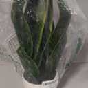 Nearly Natural 16-in Artificial Snake Plant Sansevieria, Faux Snake Plant for Indoor Home Decor in White Decorative Planter, Fake Plant for Desktop or Table Top