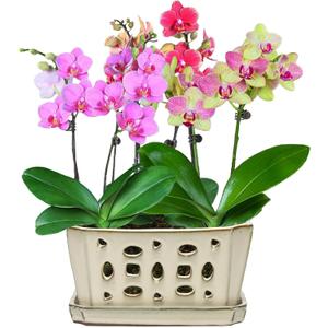 W&W Orchid Pot with Holes and Saucer for Repotting and Better Grow, Cream White, 9.7 Inches