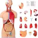 SFXYJ Human Torso Anatomy Model 33.4", Dual-Gender32 Part Removable Life-Size with Heart Head Skull Brain Visceral Muscular Layers Model Includes Product Manual for Medical Student Lab Classroom Use