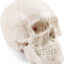 Upgraded Life Size Human Head Skull Anatomical Model with Laser-Etched Fonts Not Hand Write Number, Not Smudged for Medical Student Human Anatomy Study Course