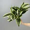 2 Packs Variegated Hosta Artificial Plant 17.7" Faux Green Dieffenbachia Greenery Plants Outdoor Shrubs for Indoor Office Porch Yard UV Resistant Planter Filler (2)
