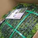 Artificial Grass Wall Boxwood Plant Panel: 20"x20"(12P) UV Resistant