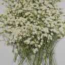 50 pcs Real Pressed Dried Flowers Mini White Gypsophila Baby's Breath for Wedding Invitation Resin DIY Art Floral Decors