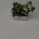 Nearly Natural 6713 Pothos with White Wash Planter Decorative Silk Plant, Green,20.5" x 12" x 6"