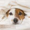 Fox Blanket Cherry Blossom Blanket Cozy Soft Lightweight Flannel Throw Fox Cherry Blossom Decor Gifts for Girls 40"x50"