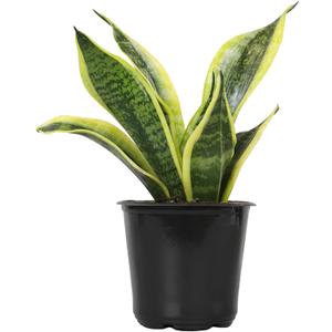 Altman Plants Live Snake Plant (Superba), Approx. 13" Tall, Virtually Indestructible, Easy Succulent Houseplant, 4 in Pot