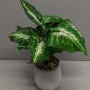 Der Rose 16'' Fake Plants Artificial Potted Greenery Faux Plants for Office Desk Home Bathroom Decor