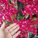 Large Pink Artificial Bougainvillea Tree Artificial Tree for Landscape and Venue Decoration - Indoor Outdoor Use (2.5x2m)
