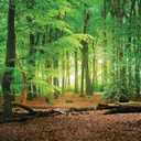 SJOLOON 9X6ft Spring Green Forest Thin Vinyl Photo Backdrops Camping Themed Baby Shower Photography Background Studio Props 10516