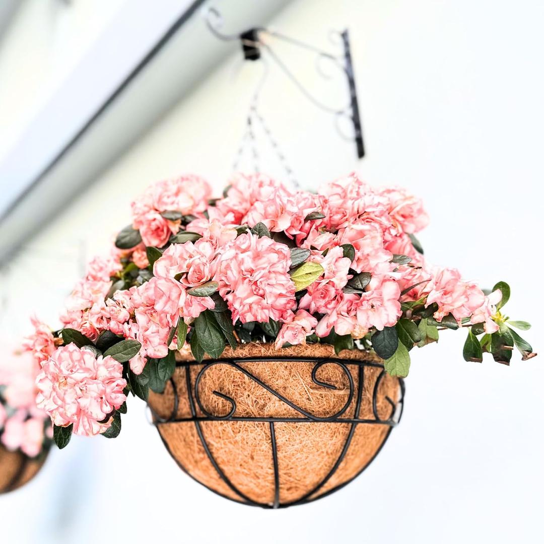 LaLaGreen Hanging Planter for Outdoor Plants (16 Inch, 6 Pack) Hanging Baskets with Coco Liner, Black Metal Wire Flower Basket Pots with Hook Hanger Balcony Porch Farmhouse Country Style Garden Decor