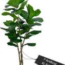 Cypress & Alabaster Handmade 7ft Oversized Fiddle Leaf Fig Ficus Lyrata Artificial Tree with Ethically Sourced Real Wood Trunks, Hypoallergenic, 7-Foot, Green