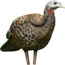 AVIAN-X LCD Breeder Hen Turkey Decoy | Durable Realistic Lifelike Collapsible Standing Hunting Decoy with Carry Bag & Stake, AVX8008
