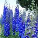 9 x 70+ Seeds Delphinium - Flower Blue