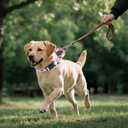 KOOLTAIL Martingale Collar for Dogs for Small Medium Large Dogs, Soft Padded Nylon No Pull Dog Collar with Buckle, Adjustable No Slip Heavy Duty Durable Puppy Training Collar for Boys Girls, Pink S
