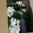2 Pack Artificial Geranium Flowers Small 13 Inch Faux Flowers Spring Summer Decoration Fake Flowers for Home Office Table Decorations Indoor (White)