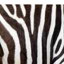 Animal African Zebra Print Kitchen Glass Cutting Board Decorative Gift Farm Home Serving (Zebra)