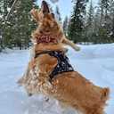Voyager Dog Harness Dual Leash Attachment No-Pull Control Adjustable Soft but Strong Pet Harness for Dogs with 3M Reflective Technology, Black Nylon, S (Chest: 16-20")
