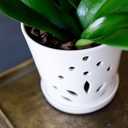 Atri Orchid Pot with Holes6.5in Modern Porcelain Indoor Orchid PlanterLarge Orchid Pots for RepottingCeramic Orchid PlanterDrainage Holes