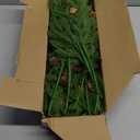 18" Real Touch Christmas Norfolk Pine Stems with Real Pine Cones,Natural Droopy Soft Bendable Artificial Pine Branches,Faux Greenery Pine Picks for Vase DIY Garland Wreath Xmas Home Decor(12Pcs)