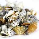 Super Z Outlet Sea Shells Mixed Beach Seashells - Various Sizes up to 2" Shells -Bag of Approx. 50 Seashells