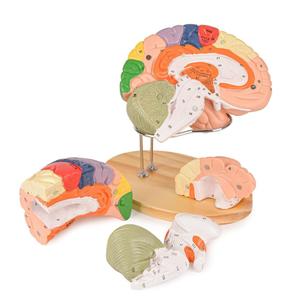 Human Brain Model for Neuroscience, Brain Model Labeled with Study Guide, Anatomy Model for Science Education Study Display
