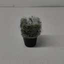 Northlight Artificial Boxwood Ball Topiary in Round Pot Unlit, 9.5", Green