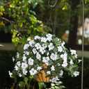 HyeFlora Artificial Flowers for Outdoors 2PCS Faux Petunias Silk Fake Flowers for Outside Planter UV Resistant Realistic Home Garden Porch Decor (White)