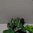 Morph Green Dragon Costume for Kids, Dragon Wing Costume for Boys, Halloween Dress-Up, Fun Outfit (Large)