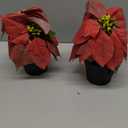 Poinsettias Artificial Christmas Flowers Tabletop 2 Pack Small Poinsettia Plant Artificial 9 Inch Red Faux Winter Flowers for Xmas Ornament Porch Home Garden Decorations