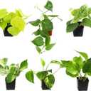 Plentiful Pothos & Philodendron (6-Pack), Pothos Live Plant Decor, Office Plants, Real Plants, Easy Indoor Plant, House Plants Indoors Live Plants Indoor Plants Live Houseplants by Plants for Pets