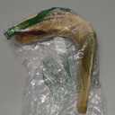 Holy Voice Kosher Ram Shofar Horn from Israel 18"-20" Traditional Half Polished, Holy Land Ancient Jewish Musical Instrument, Smooth Mouthpiece for Easy Blowing, Clear Sound Shofar