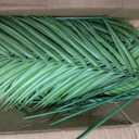 DILATATA 12PCS Artificial Palm Leaves Stems Tropical Faux Palm Foliage Greenery Picks Fake Palm Plants for Vase Wedding Bouquets Home Garden Indoor Outdoor DIY Decor