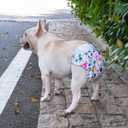 CuteBone Washable Dog Diapers Female No Tail Hole 3 Pack Reusable Doggie Period Training Pants for Docked-Tail Frenchie French Bulldog Boston Terrier Without Tail WWD02XS