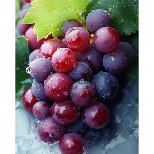 MSTINGSHUN Grapes in The Water Oil Painting by Numbers Fresh Grapes Paint by Number Kits 16 x 20 inch Canvas Unique Home Decor DIY Paintwork Kits for Adults Beginners(Without Frame)