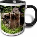 3dRose Usa Minnesota Sandstone Groundhog Feeding On A Flower Two Tone Mug, 11 oz, Black